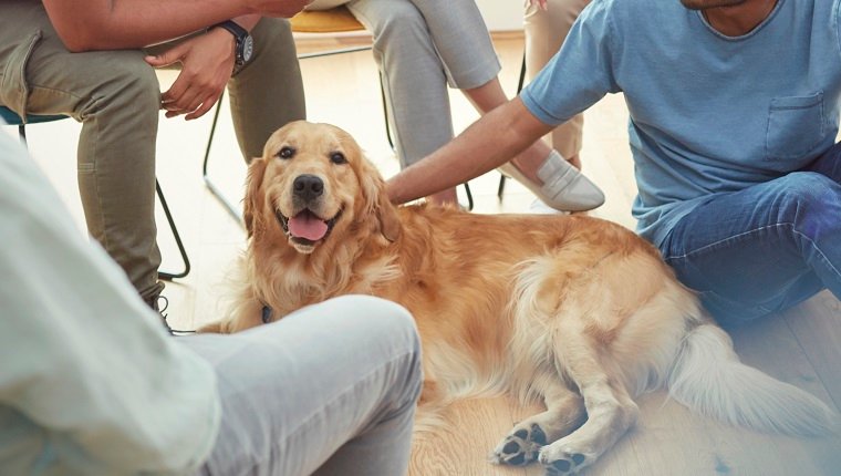 Therapy Dogs In School Settings: Wonderful Educational Outcomes But Have  You Managed The Risks?